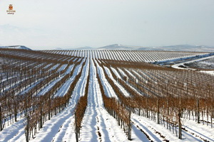 Bovin vynuogynas žiemą
